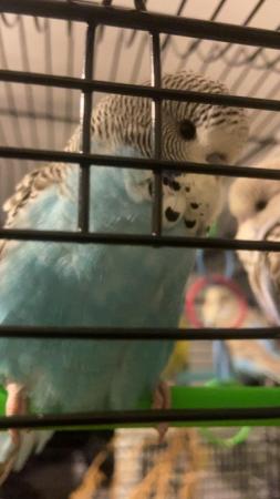Image 2 of 4 Baby budgie for sale..