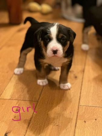 Image 3 of Beautiful Tri-colour Staffy x Collie Puppies for sale