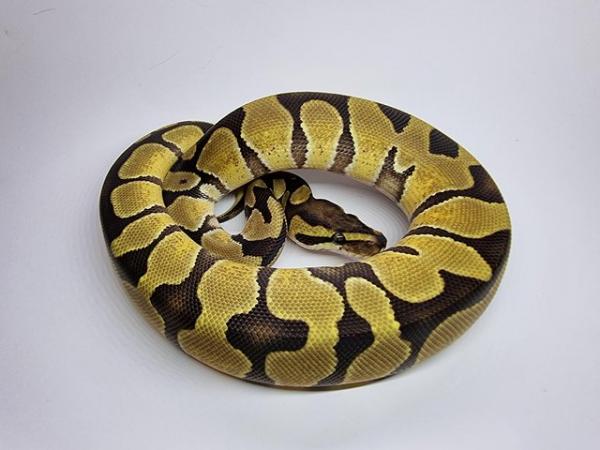 Image 8 of Royal / Ball Pythons - Multiple available
