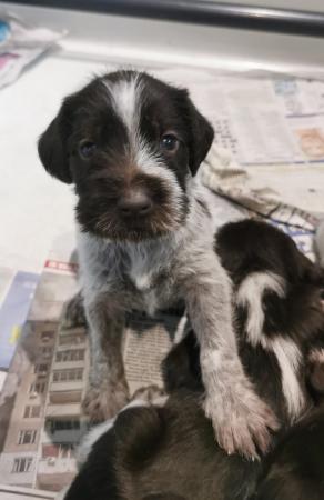 Image 2 of KC registered German wirehair pointers