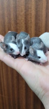 Image 1 of Female mice available In blue /stone Hereford