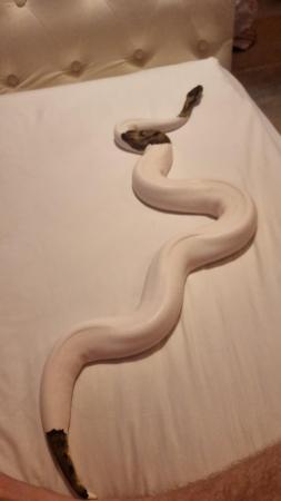 Image 5 of 5 years old pied ball python