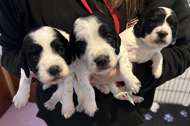 Image 3 of Beautiful KC Registered English Springer Spaniel Puppies