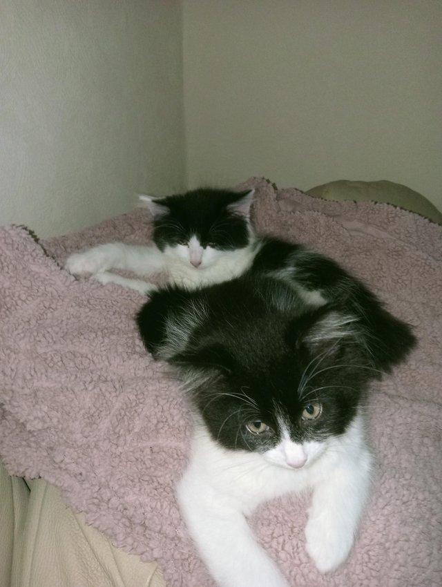Preview of the first image of Kittens for sale 3 males 1 female.