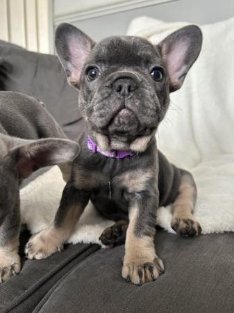 Image 1 of French bulldog puppies for sale