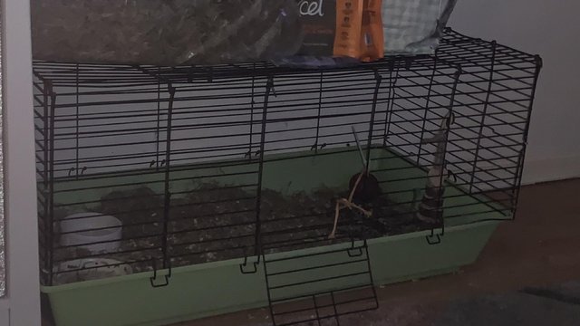 Image 5 of Small cage for small animals like rabbits