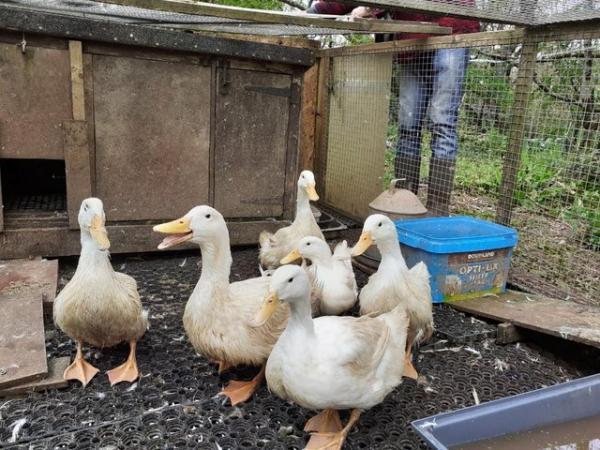 Image 9 of Aylesbury / Campbell High Fertility Duck Hatching Eggs £2.50