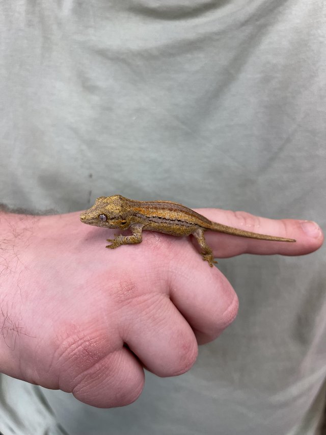 Preview of the first image of Baby Gargoyle Gecko At Urban Exotics.