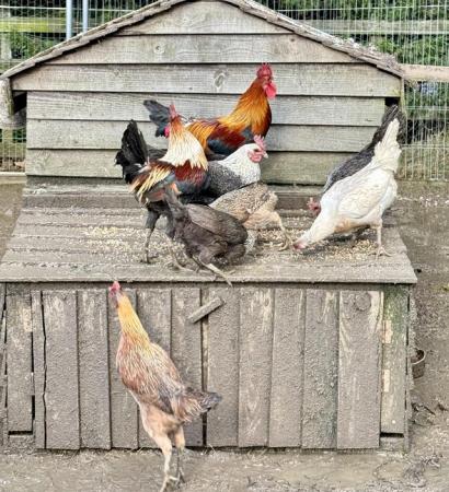 Image 2 of Indonesian Laughing Chicken Breeding Trio