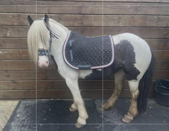 Image 4 of Cob mare 4 years old 12hh stoke on trent