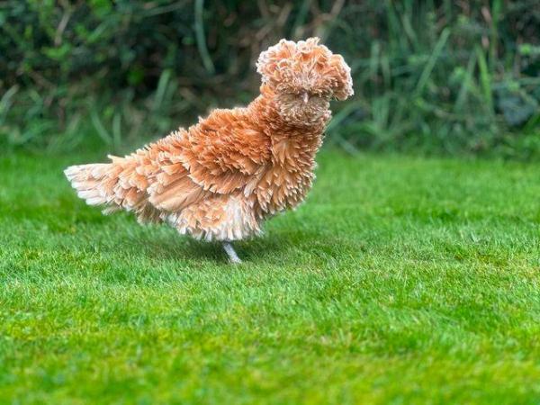 Image 3 of Chamois Polish Frizzle Chickens RARE BREED CHICKENS