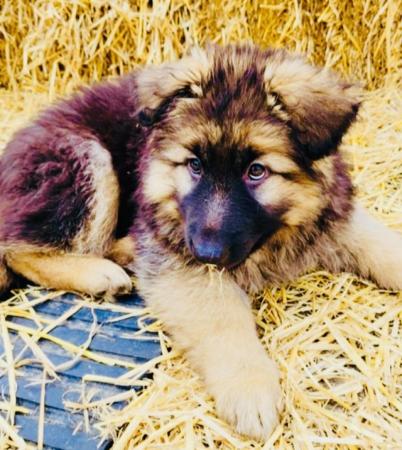 Image 6 of German Shepherd Puppies Stunning