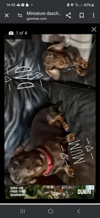 Image 2 of **READY TO LEAVE** miniature dachshund puppies for sale