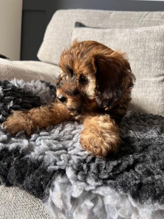 Image 5 of Fully Health checked, Stunning F1B cavapoo puppies