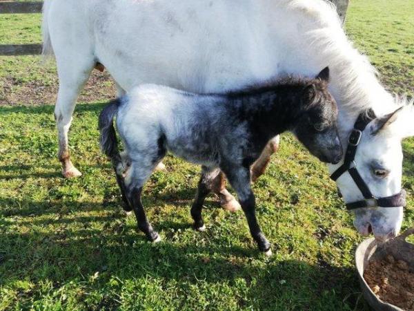Image 2 of REDUCED - British Spotted Pony colt to make approx. 11.2hh