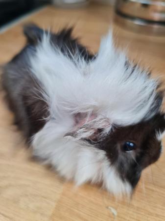 Image 4 of Male Guinea pig for sale