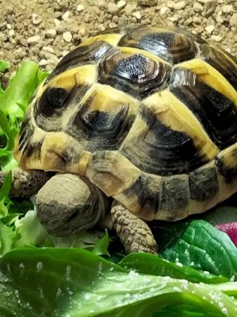 Image 7 of Baby Hermann's tortoises for sale