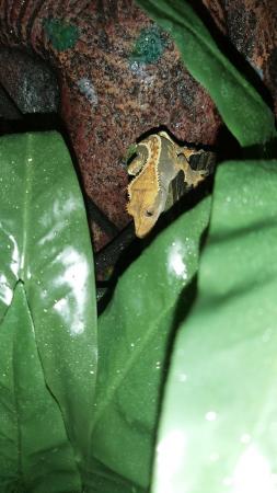 Image 2 of Crested gecko with full setup 150 ono