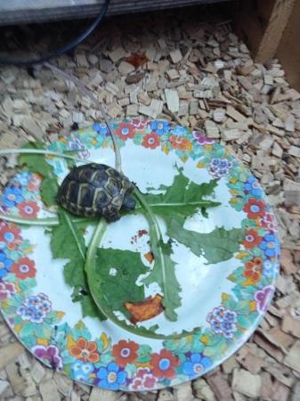 Image 5 of Healthy four month old baby torts ready for new home