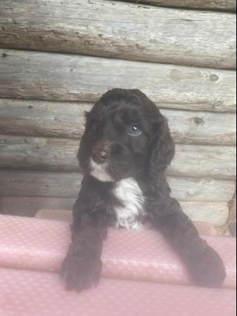 Image 3 of Miniature Cockapoo puppies (only one boy left pic 1)