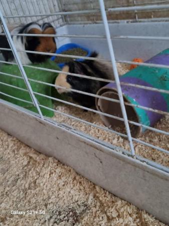Image 5 of 2 boar guinea pigs forsale