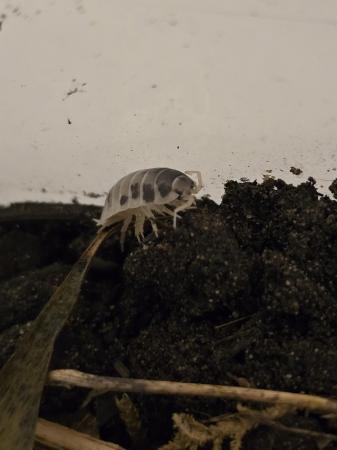 Image 1 of Dairy cow isopod x 40 (mixed sizes)