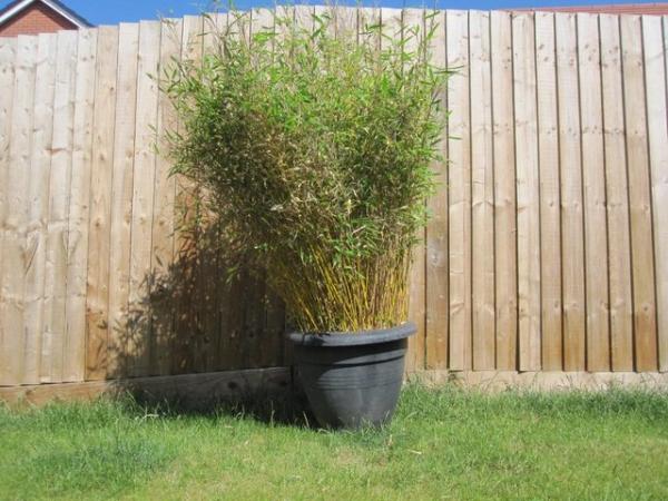 Image 1 of Medium bamboo plant in black pot about 5 1/2 foot