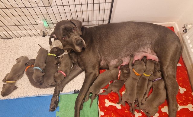 Image 7 of Adorable KC Blue Great Dane puppies READY NOW!!