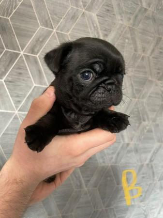 Image 11 of Beautiful pug puppies for sale.