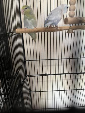 Image 3 of Proven Breeding pair of Parrotlets