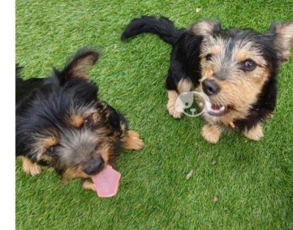 Image 4 of Female Terrier cross Ainsdale Pups