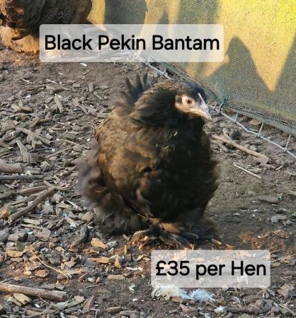 Image 2 of POL Hybrid Hens & Pure Breed Bantams for sale