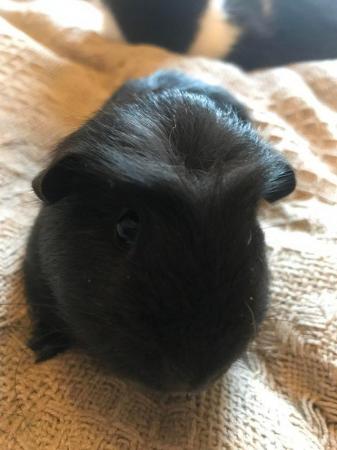 Image 2 of Baby male guinea pigs ready now