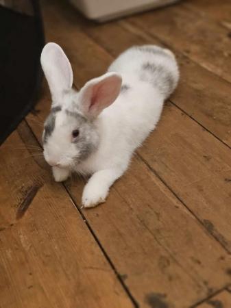 Image 4 of 6 Month Old Male Rabbit Smudge