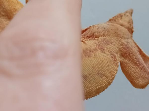 Image 5 of Yellow (Spot- free) Female Crested Gecko
