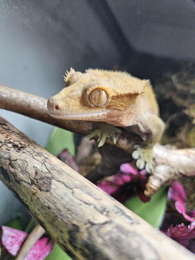 Preview of the first image of Crested Gecko - Adult male.