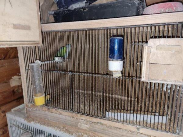Image 1 of Bonded pair of parrolets and breeding cage