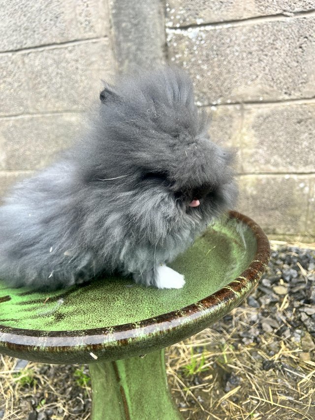 Preview of the first image of Lionhead Rabbits 13 weeks old & ready to find forever homes.