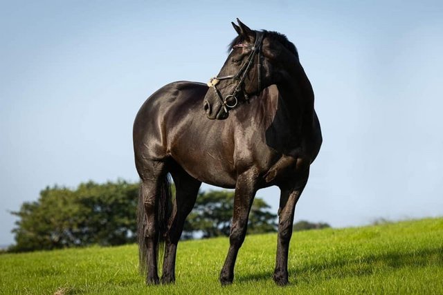 Image 2 of 16.2 Irish sports horse