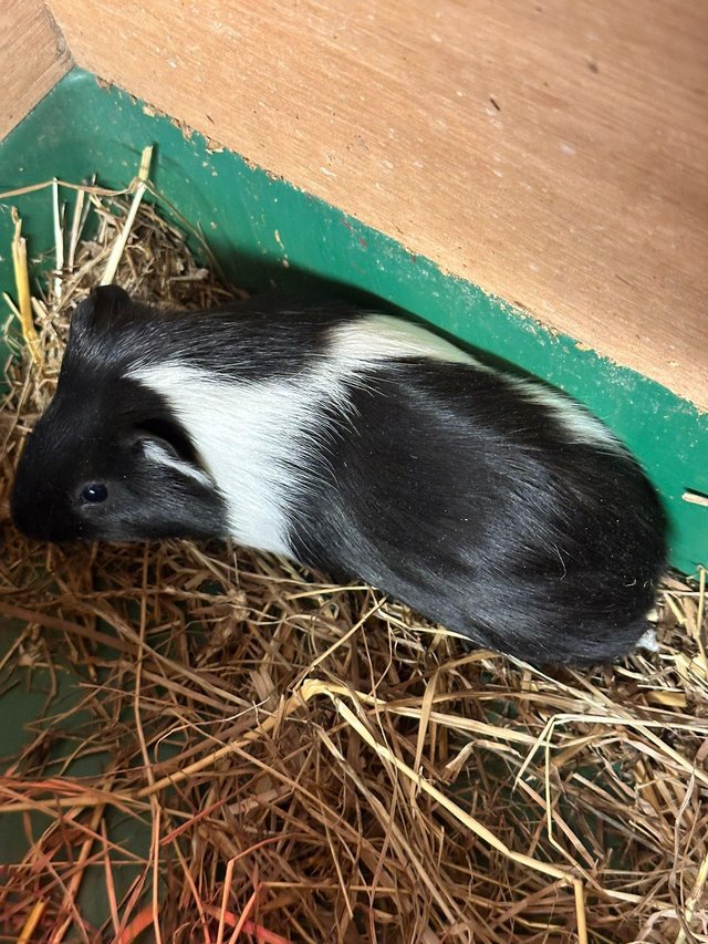 Preview of the first image of Three Gorgeous Guinea Pigs - All Males.