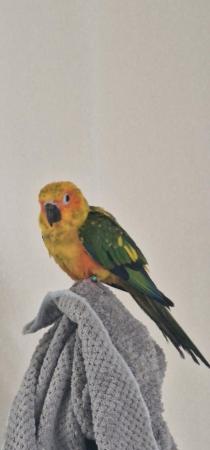 Image 2 of 9month healthy sun conure for sale £470 no offers