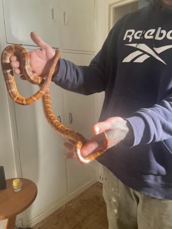 Image 3 of male corn snakes needing a good home