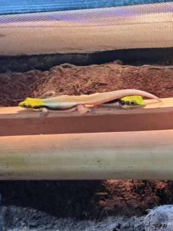 Image 4 of Phelsuma Klemmeri/Neon day gecko's