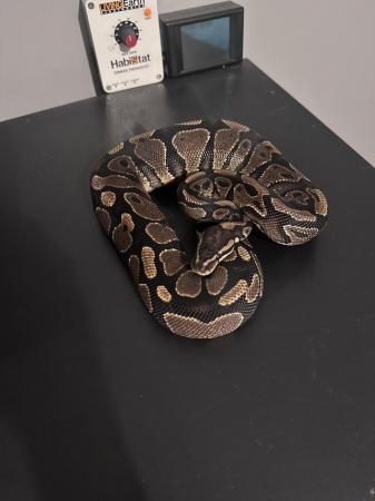 Image 6 of Ball python (female) for sale