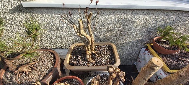 Preview of the first image of Honeysuckle bonsai in bonsai pot.