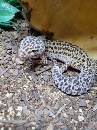Image 2 of Beautiful Female Leopard Gecko