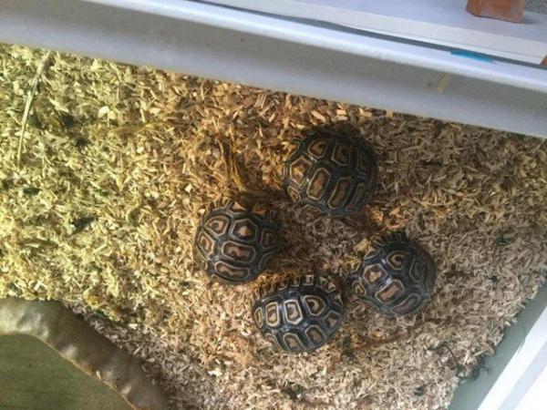 Image 2 of leopard tortoise hatchlings
