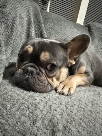 Image 5 of French bulldog for sale