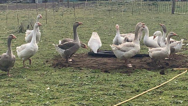 Image 2 of Mixed geese for sale ready to go