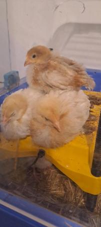 Image 3 of 23 days old Rhode Island red chick Roosters for Sale